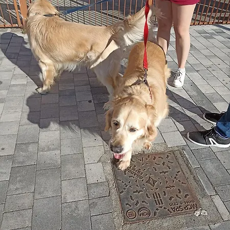 Casa Gramsci Bed & Breakfast *